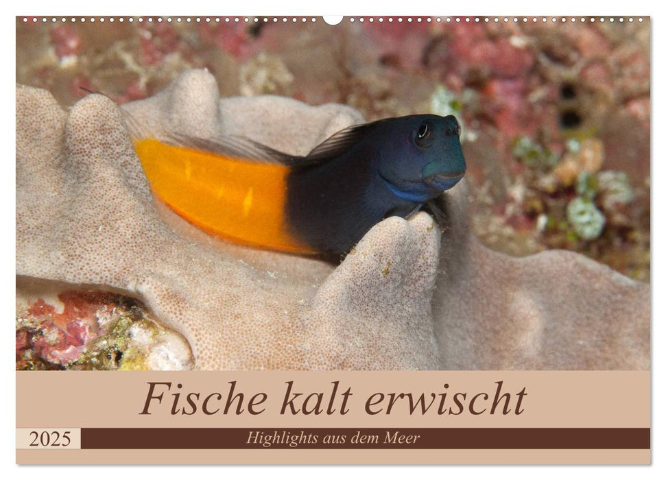 Sven Gruse taucht ab! Fische kalt erwischt (CALVENDO Wandkalender 2025)