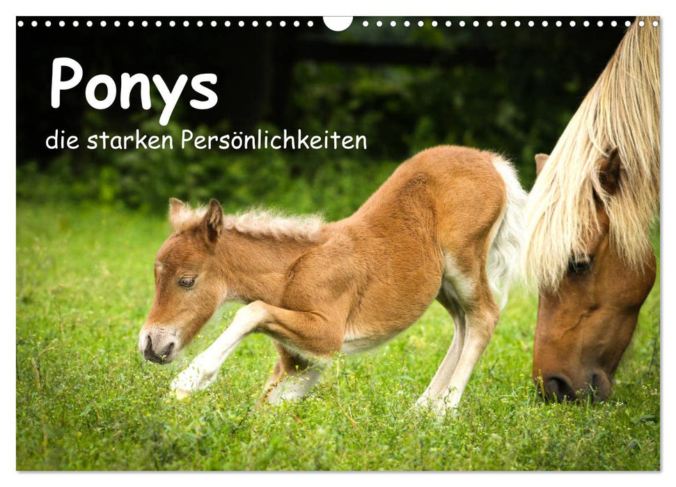 Ponys, die starken Persönlichkeiten (CALVENDO Wandkalender 2025)