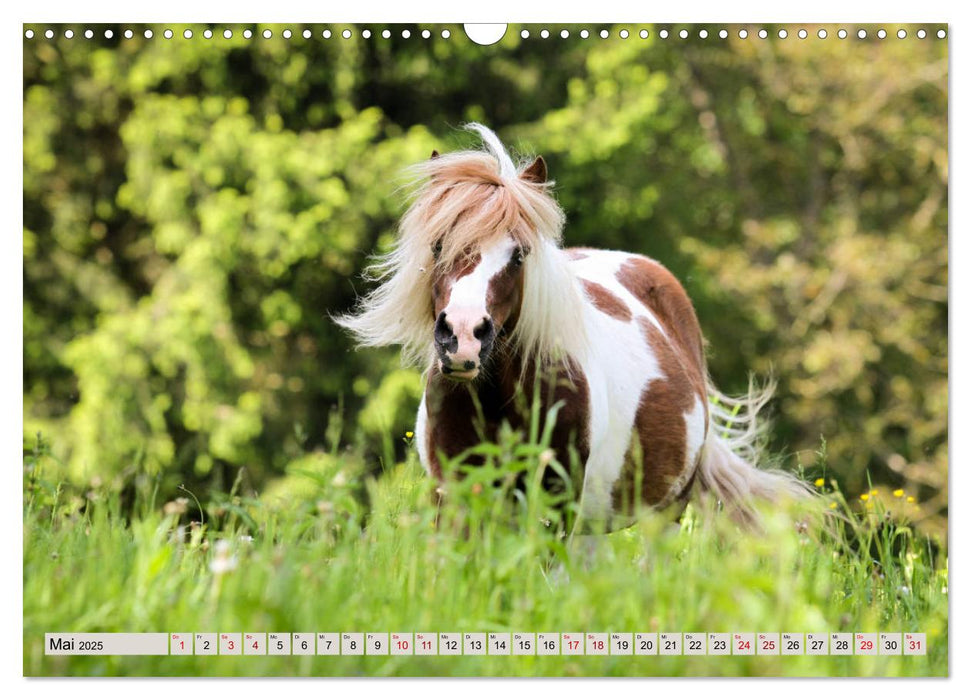 Ponys, die starken Persönlichkeiten (CALVENDO Wandkalender 2025)