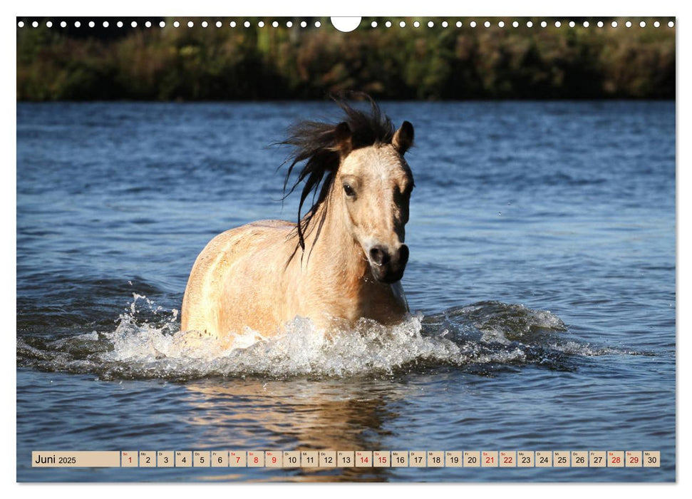 Ponys, die starken Persönlichkeiten (CALVENDO Wandkalender 2025)