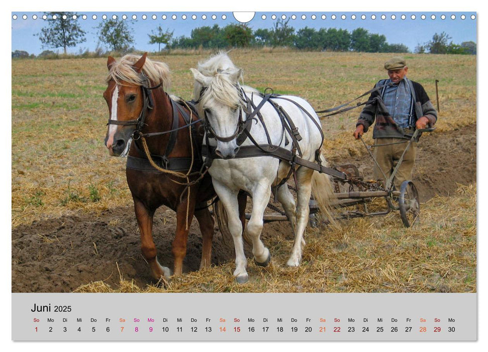 Joachimsthal am Rand der Schorfheide (CALVENDO Wandkalender 2025)