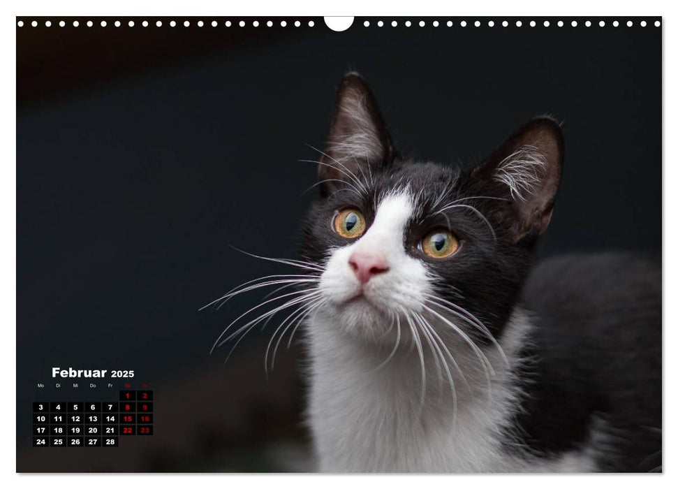 Tierschutzkatzen vom TSV-Neuss - Großes Glück auf sanften Pfoten (CALVENDO Wandkalender 2025)