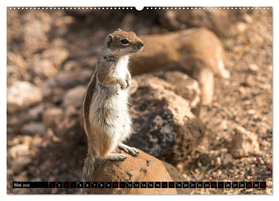 Fuerteventura (CALVENDO Premium Wandkalender 2025)