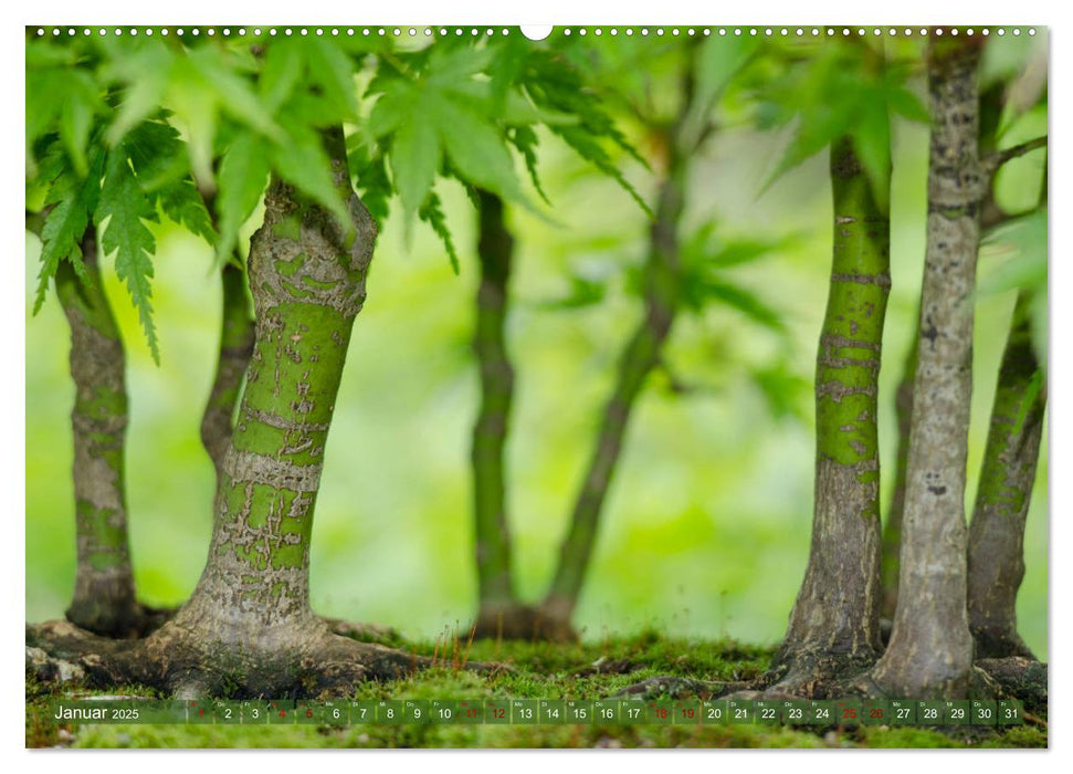 Bonsai ganz nah (CALVENDO Wandkalender 2025)