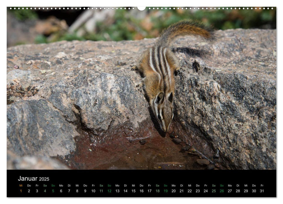 Chipmunks Streifenhörnchen (CALVENDO Premium Wandkalender 2025)