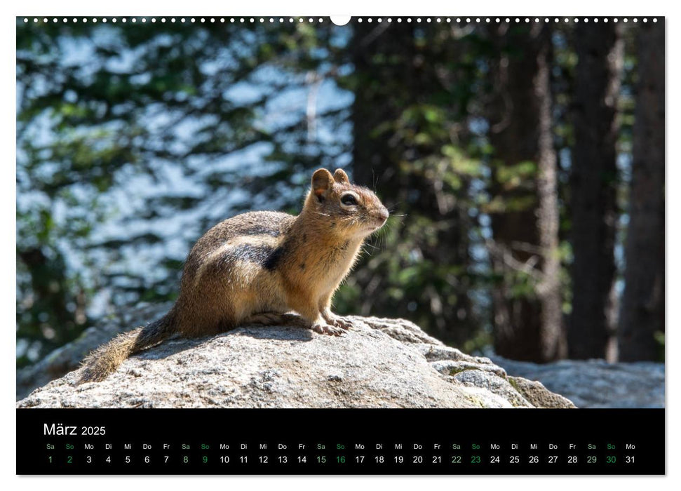 Chipmunks Streifenhörnchen (CALVENDO Premium Wandkalender 2025)