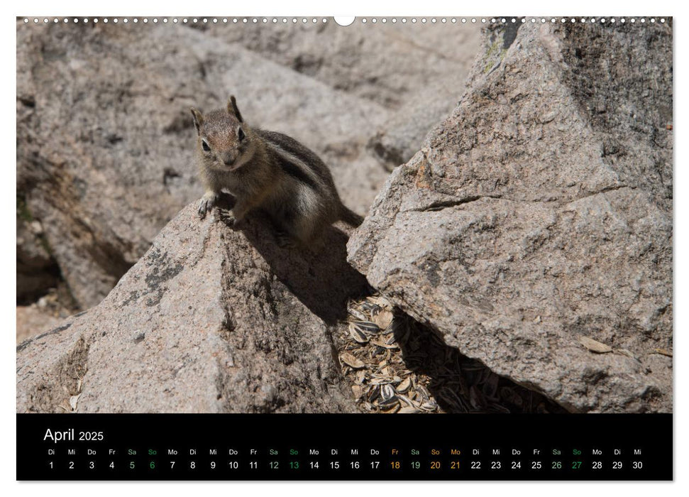 Chipmunks Streifenhörnchen (CALVENDO Premium Wandkalender 2025)