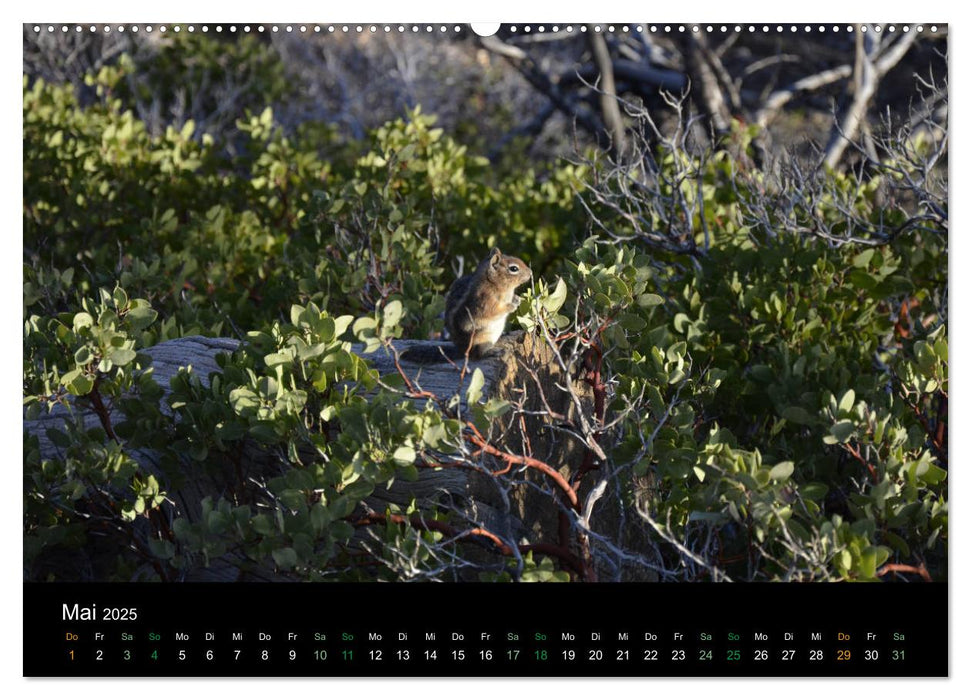 Chipmunks Streifenhörnchen (CALVENDO Premium Wandkalender 2025)