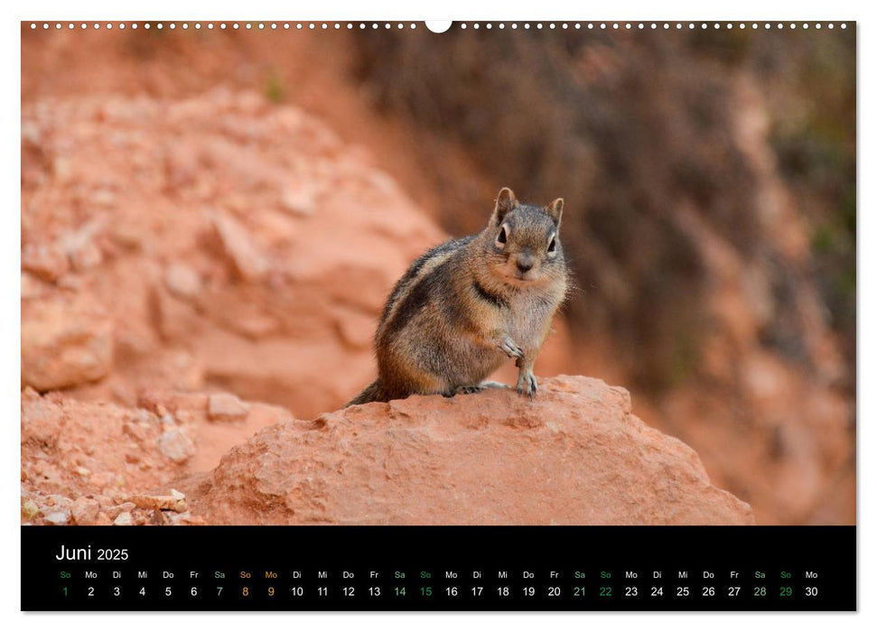 Chipmunks Streifenhörnchen (CALVENDO Premium Wandkalender 2025)