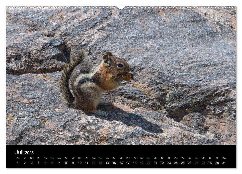 Chipmunks Streifenhörnchen (CALVENDO Premium Wandkalender 2025)