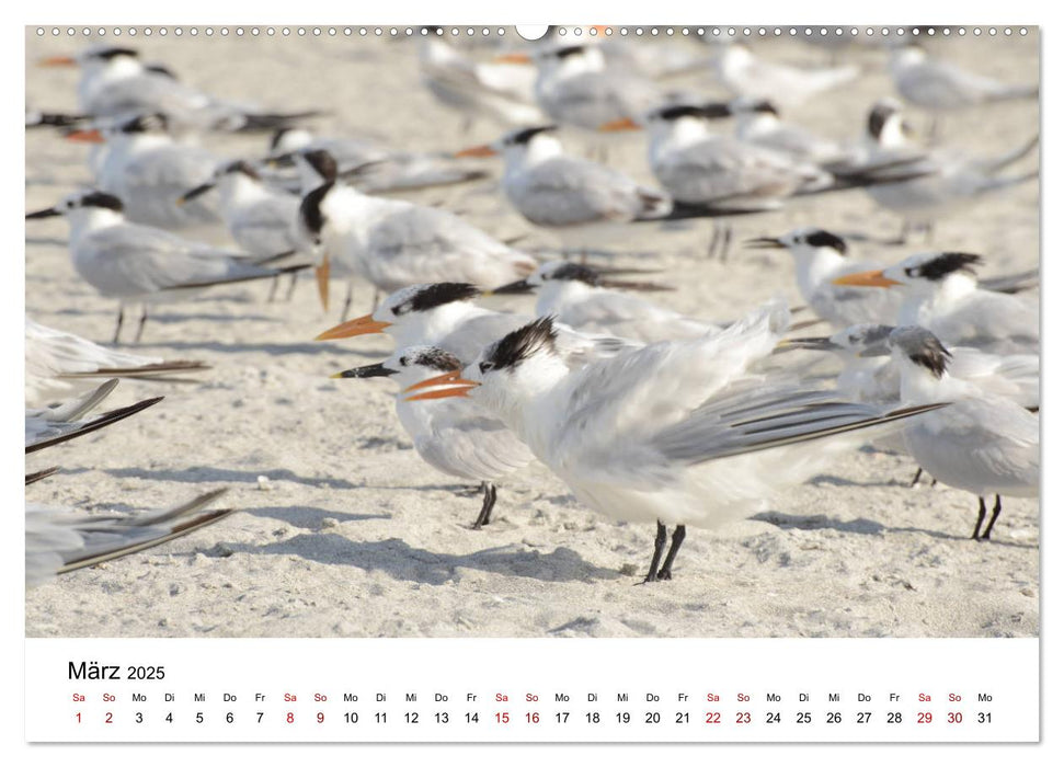 Möwen am Meer (CALVENDO Premium Wandkalender 2025)