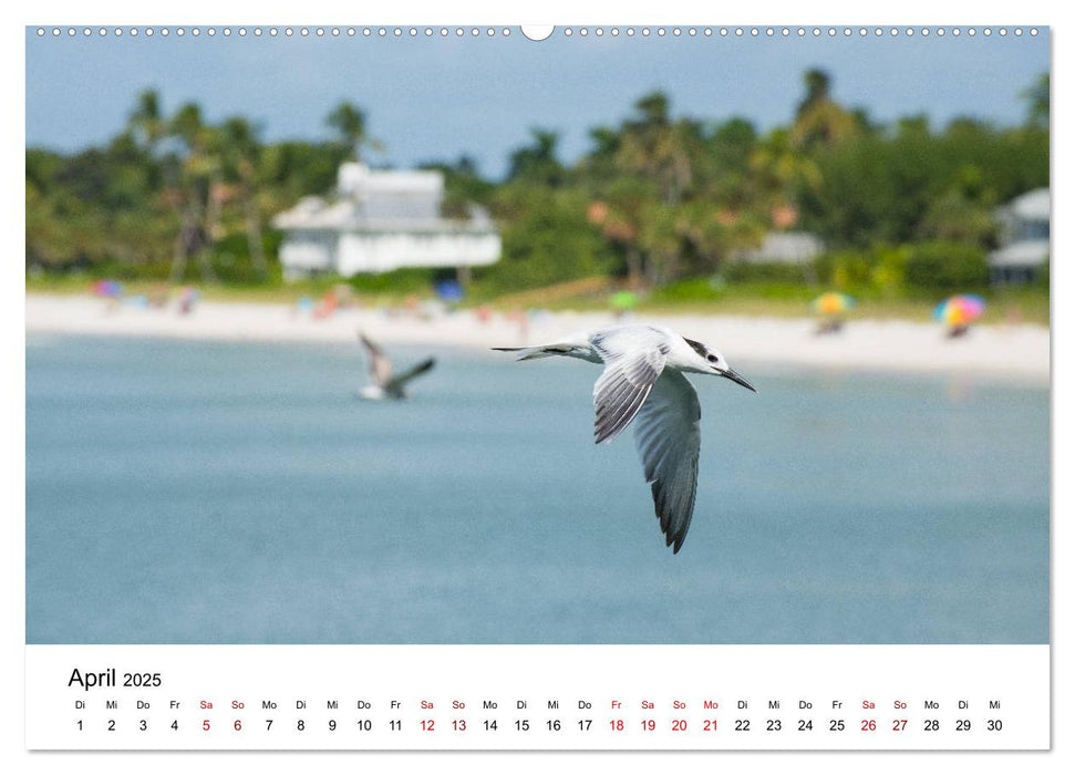 Möwen am Meer (CALVENDO Premium Wandkalender 2025)