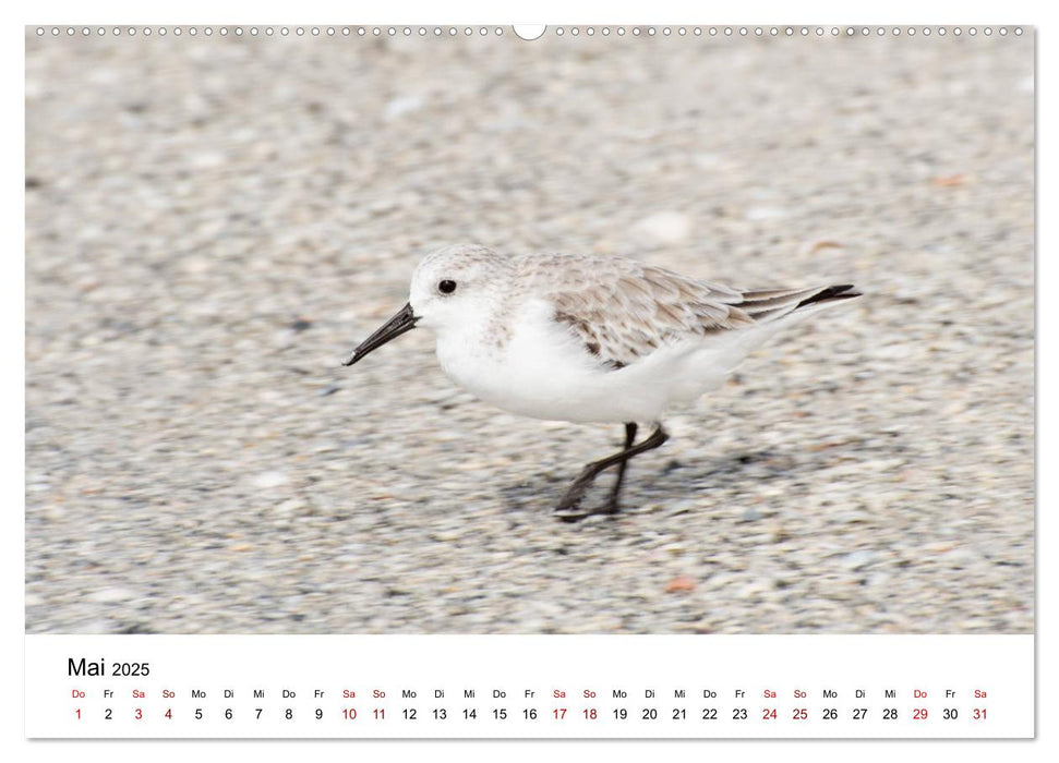 Möwen am Meer (CALVENDO Premium Wandkalender 2025)