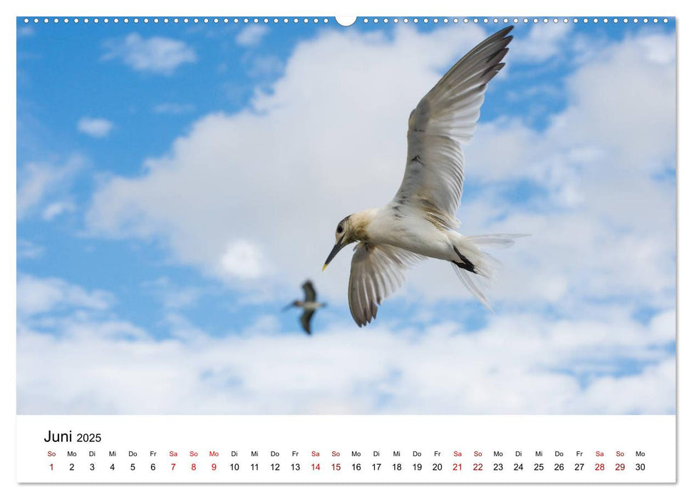 Möwen am Meer (CALVENDO Premium Wandkalender 2025)