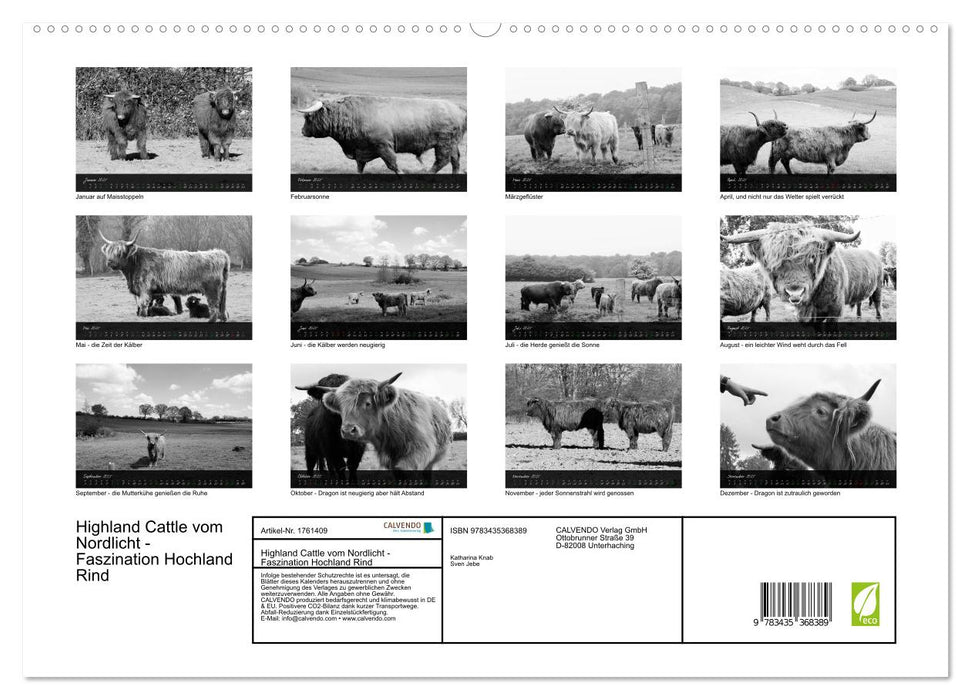 Highland Cattle vom Nordlicht - Faszination Hochland Rind (CALVENDO Premium Wandkalender 2025)