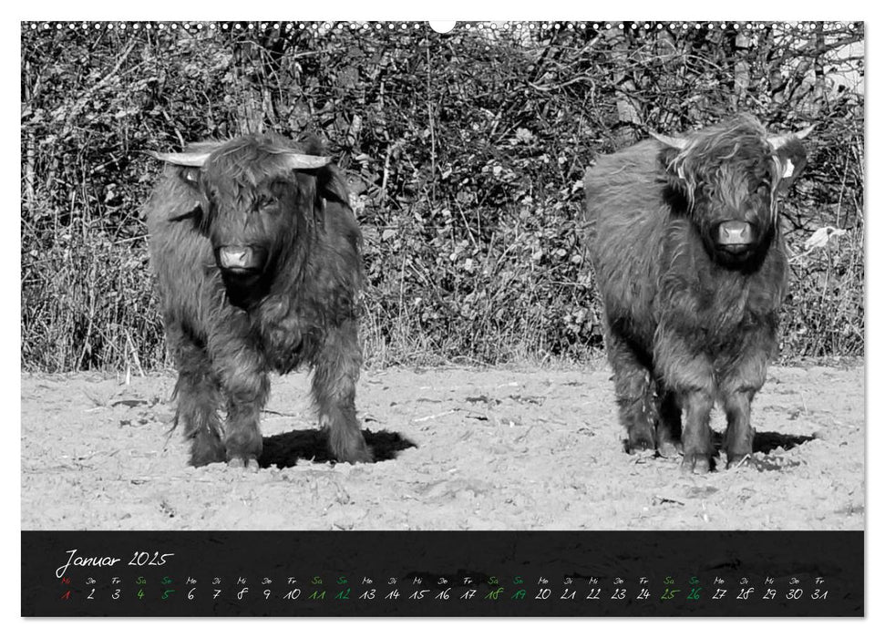 Highland Cattle vom Nordlicht - Faszination Hochland Rind (CALVENDO Premium Wandkalender 2025)