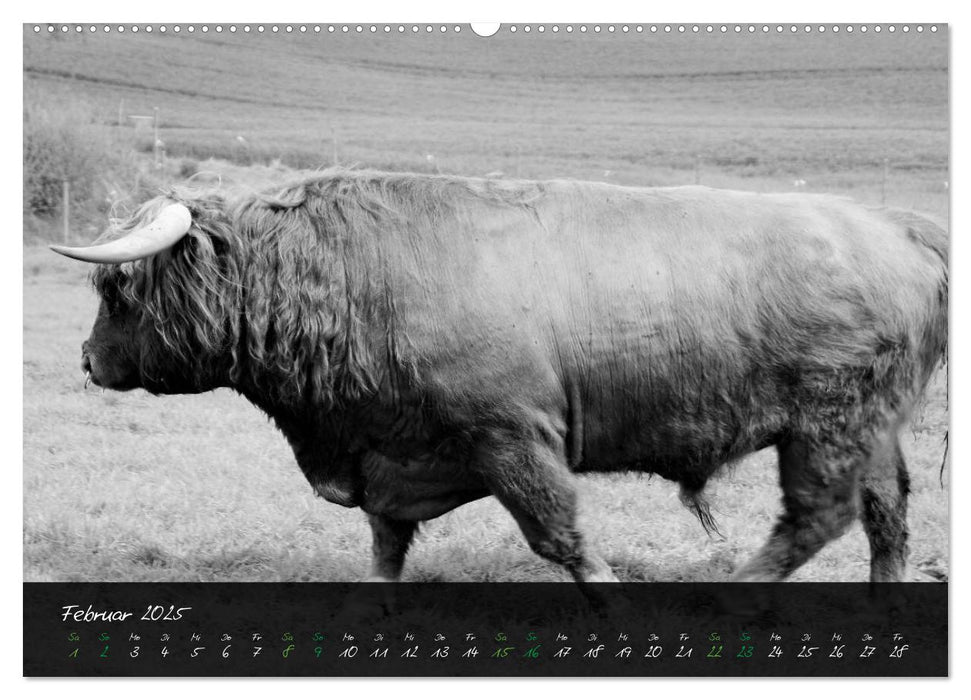 Highland Cattle vom Nordlicht - Faszination Hochland Rind (CALVENDO Premium Wandkalender 2025)