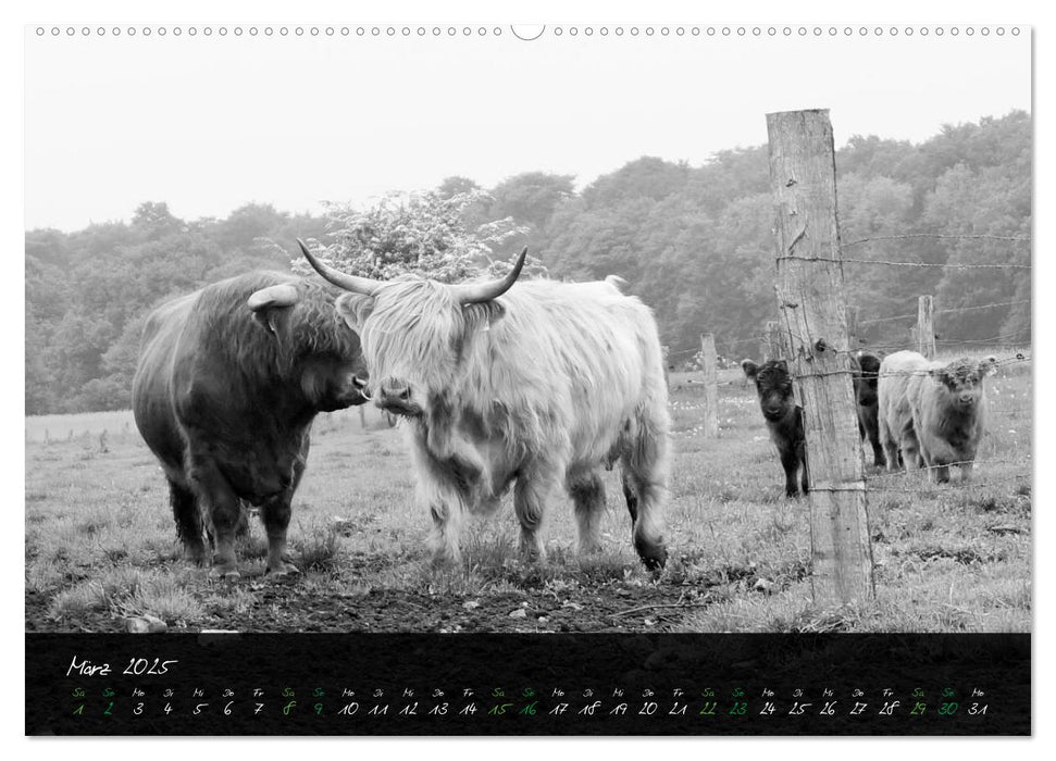 Highland Cattle vom Nordlicht - Faszination Hochland Rind (CALVENDO Premium Wandkalender 2025)