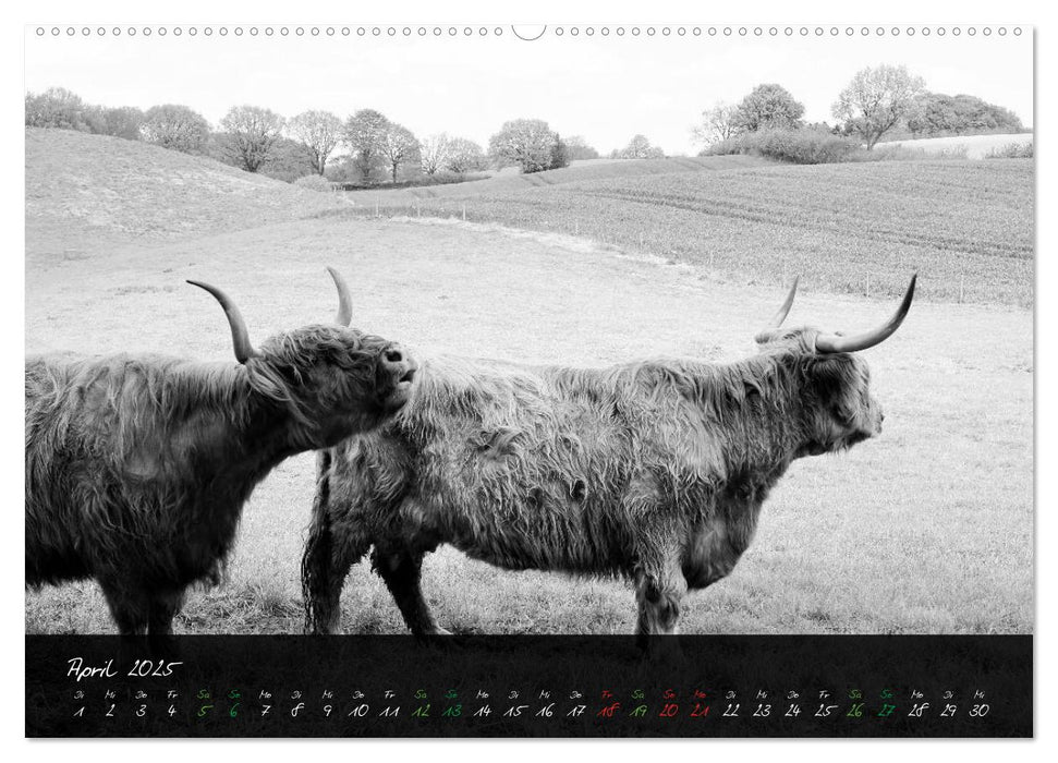 Highland Cattle vom Nordlicht - Faszination Hochland Rind (CALVENDO Premium Wandkalender 2025)