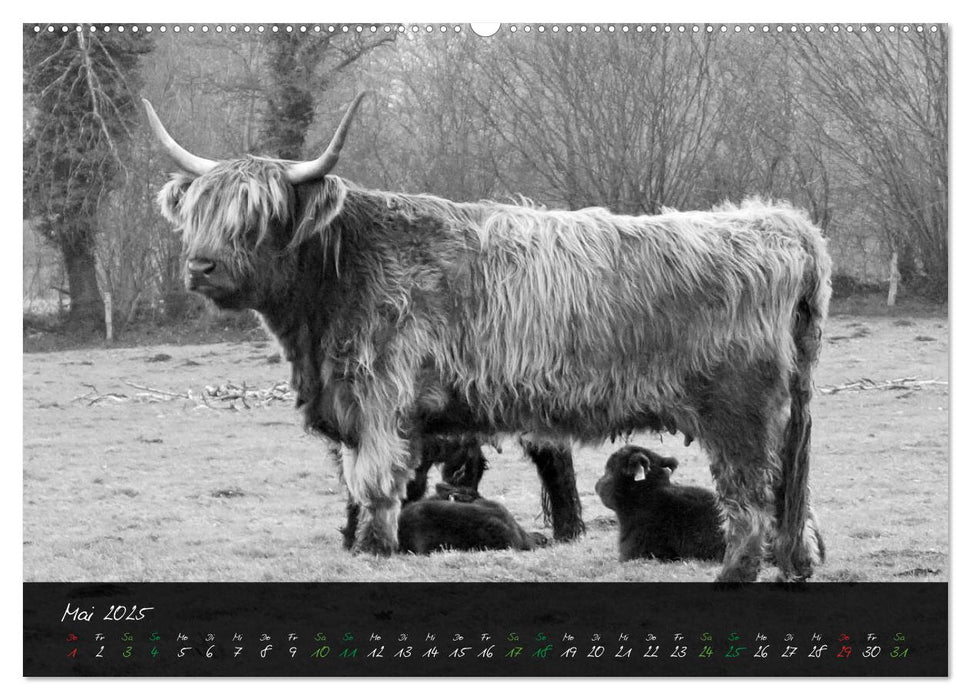 Highland Cattle vom Nordlicht - Faszination Hochland Rind (CALVENDO Premium Wandkalender 2025)