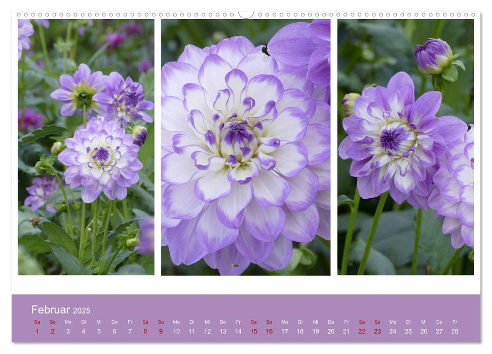 Dahlien-Triplets (CALVENDO Premium Wandkalender 2025)