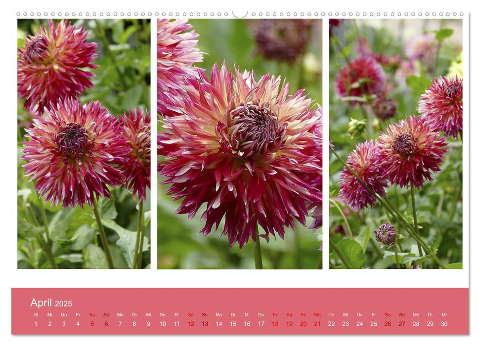 Dahlien-Triplets (CALVENDO Premium Wandkalender 2025)