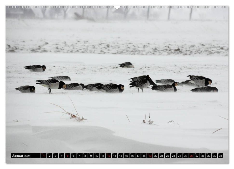 Gefiederte Schönheiten - Wildgänse in Norddeutschland (CALVENDO Premium Wandkalender 2025)