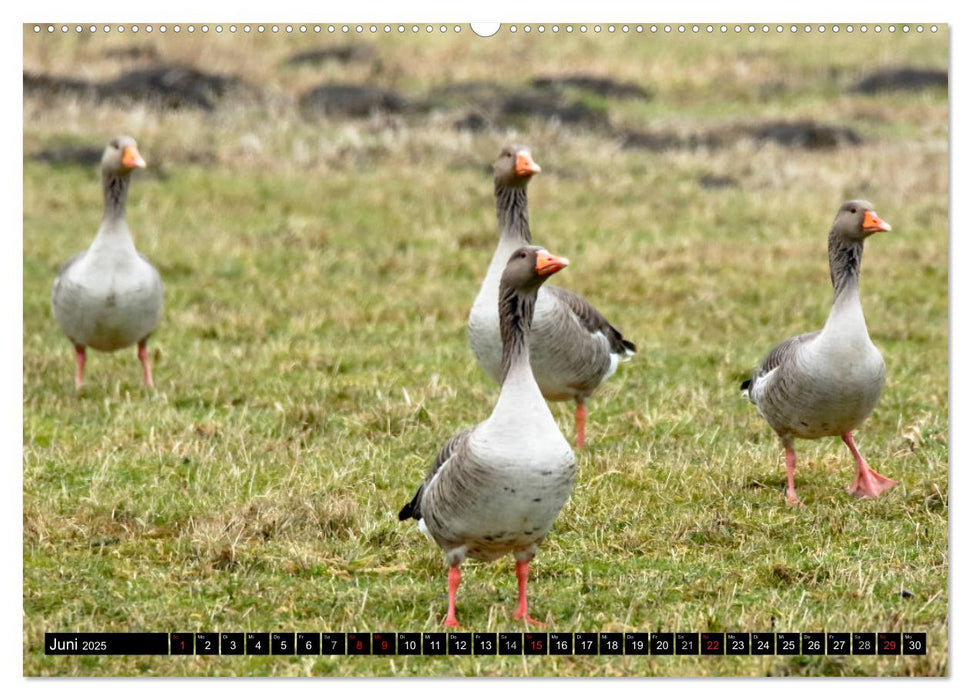 Gefiederte Schönheiten - Wildgänse in Norddeutschland (CALVENDO Premium Wandkalender 2025)