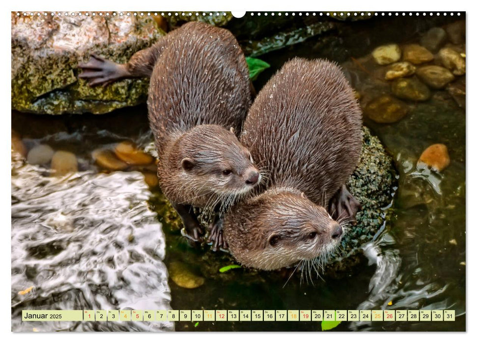 Fischotter - putzige Kerlchen und elegante Schwimmer (CALVENDO Premium Wandkalender 2025)