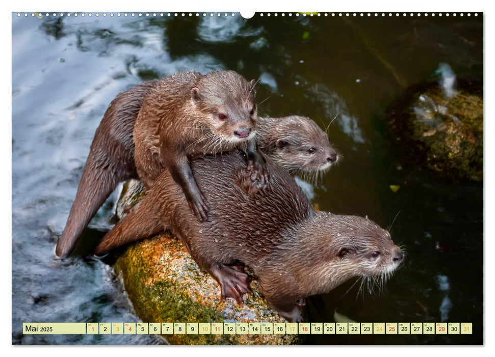 Fischotter - putzige Kerlchen und elegante Schwimmer (CALVENDO Premium Wandkalender 2025)