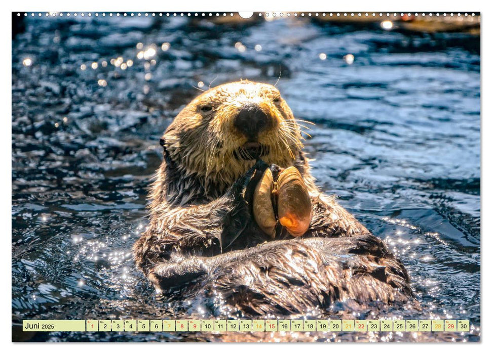 Fischotter - putzige Kerlchen und elegante Schwimmer (CALVENDO Premium Wandkalender 2025)