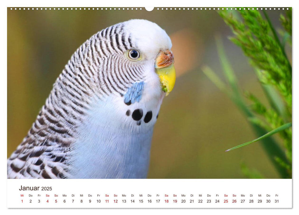 Wellensittiche - der NEUE Kalender (CALVENDO Premium Wandkalender 2025)