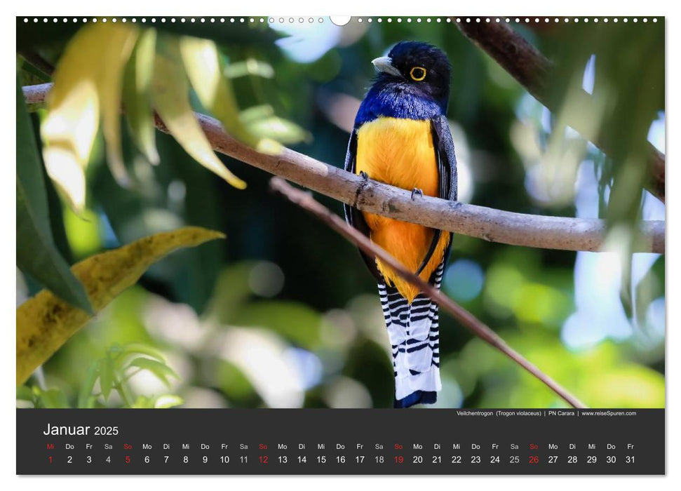 Costa Rica 2025 Exotische Vogelwelt (CALVENDO Wandkalender 2025)