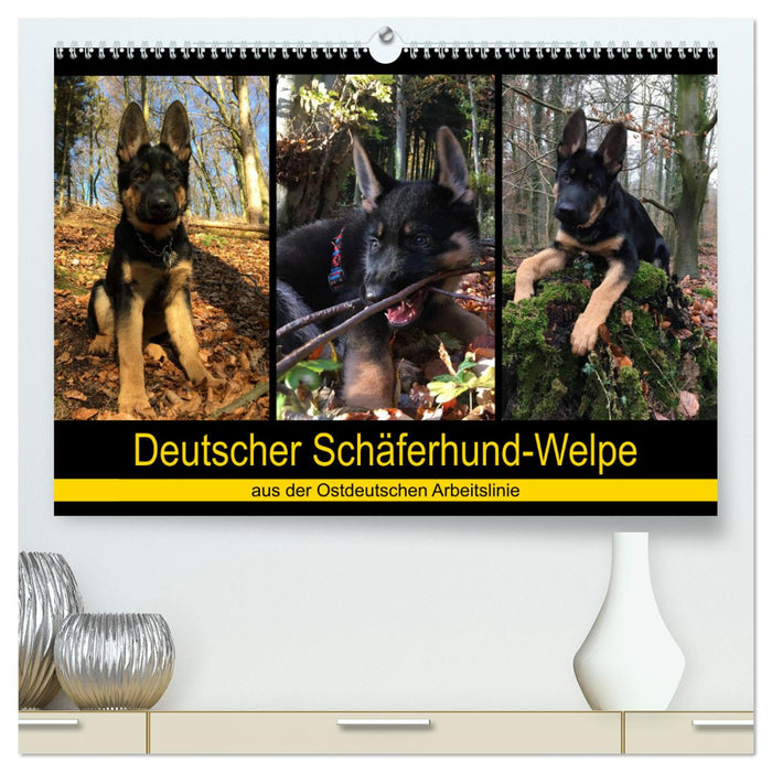 Deutscher Schäferhund-Welpe - aus der Ostdeutschen Arbeitslinie (CALVENDO Premium Wandkalender 2025)