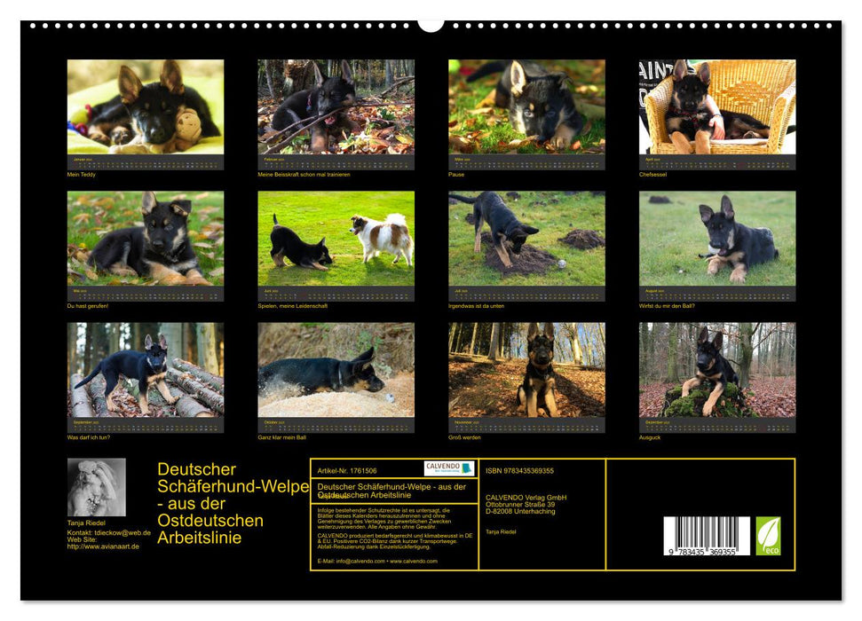 Deutscher Schäferhund-Welpe - aus der Ostdeutschen Arbeitslinie (CALVENDO Premium Wandkalender 2025)