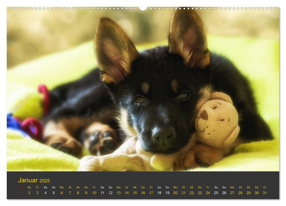 Deutscher Schäferhund-Welpe - aus der Ostdeutschen Arbeitslinie (CALVENDO Premium Wandkalender 2025)