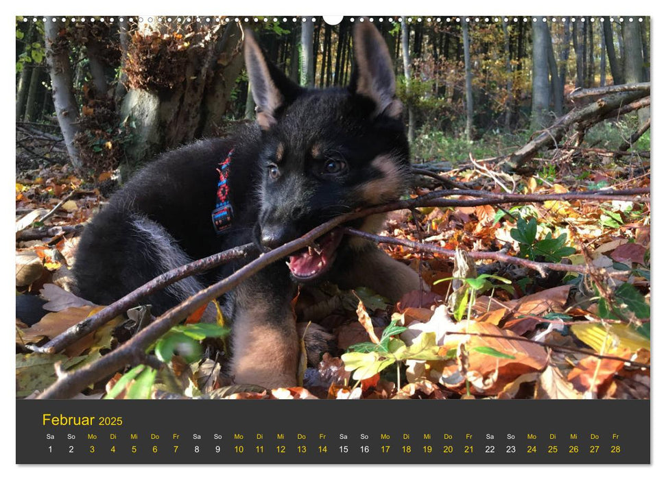 Deutscher Schäferhund-Welpe - aus der Ostdeutschen Arbeitslinie (CALVENDO Premium Wandkalender 2025)