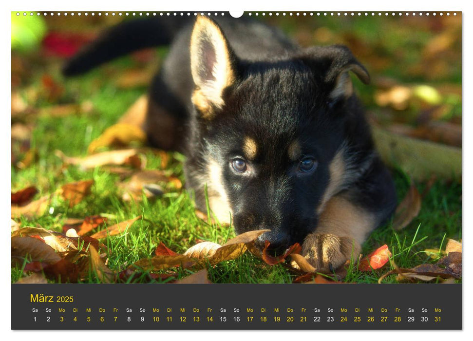 Deutscher Schäferhund-Welpe - aus der Ostdeutschen Arbeitslinie (CALVENDO Premium Wandkalender 2025)