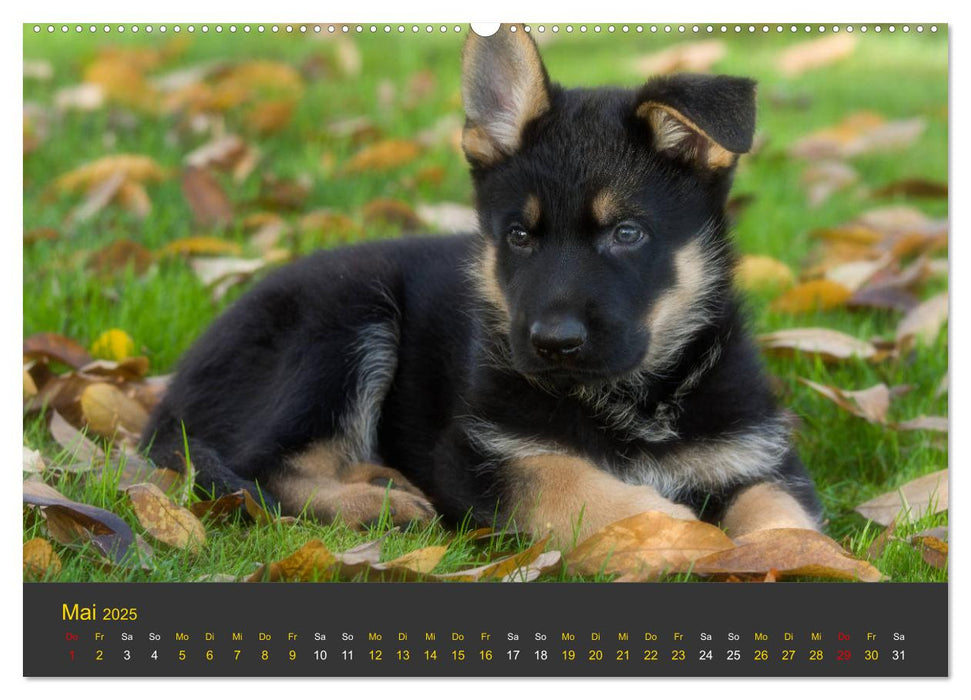 Deutscher Schäferhund-Welpe - aus der Ostdeutschen Arbeitslinie (CALVENDO Premium Wandkalender 2025)