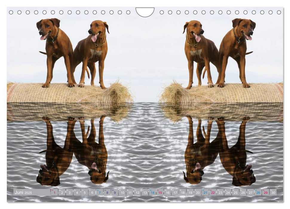 Rhodesian Ridgeback - Moments (CALVENDO Wandkalender 2025)