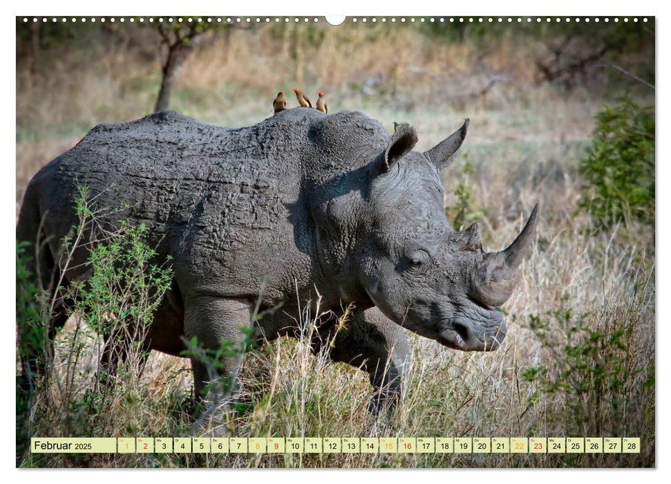 Bedrohte Tierart - Nashorn (CALVENDO Wandkalender 2025)