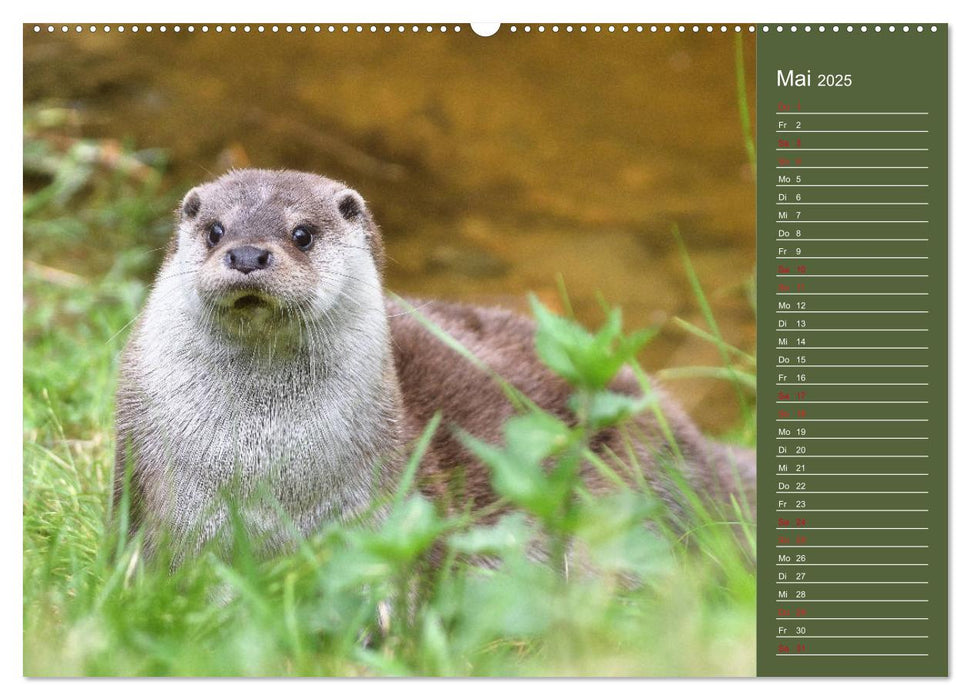 Fischotter, flinke Jäger (CALVENDO Wandkalender 2025)