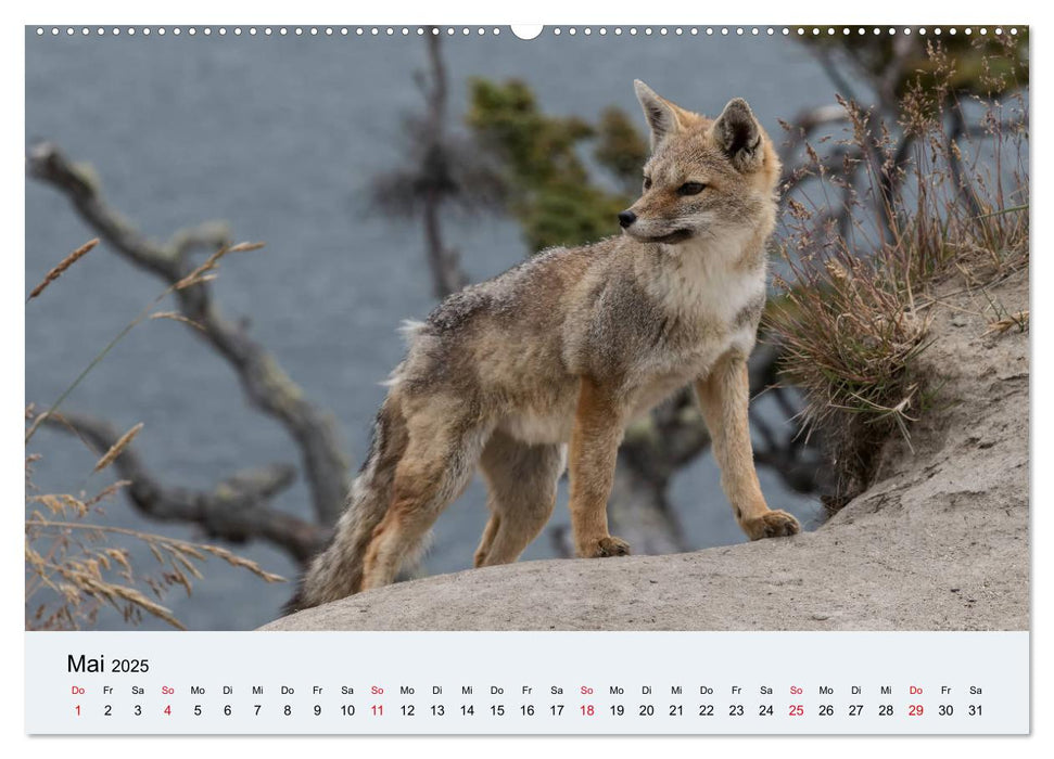 Feuerland - Am Puls der Wildnis (CALVENDO Premium Wandkalender 2025)