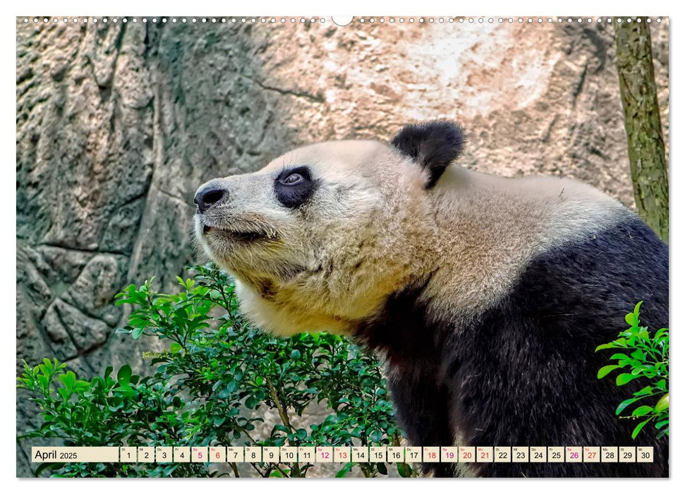 Niedlicher Panda (CALVENDO Wandkalender 2025)