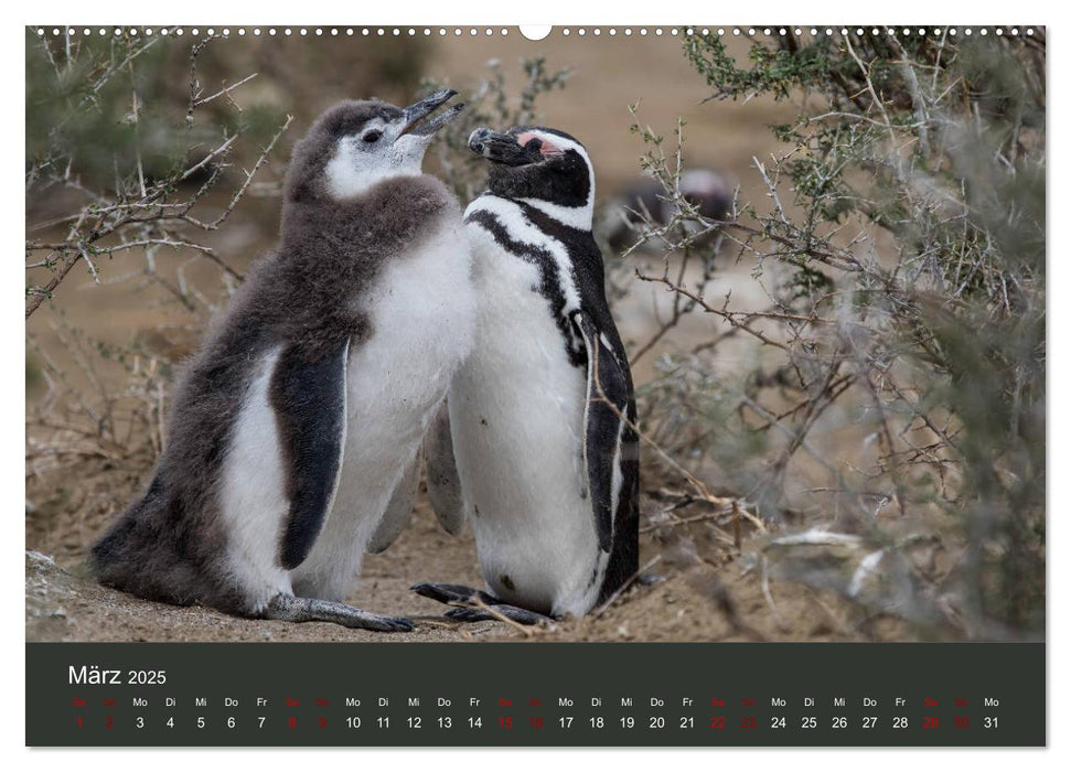 Patagonien - Am Puls der Wildnis (CALVENDO Premium Wandkalender 2025)