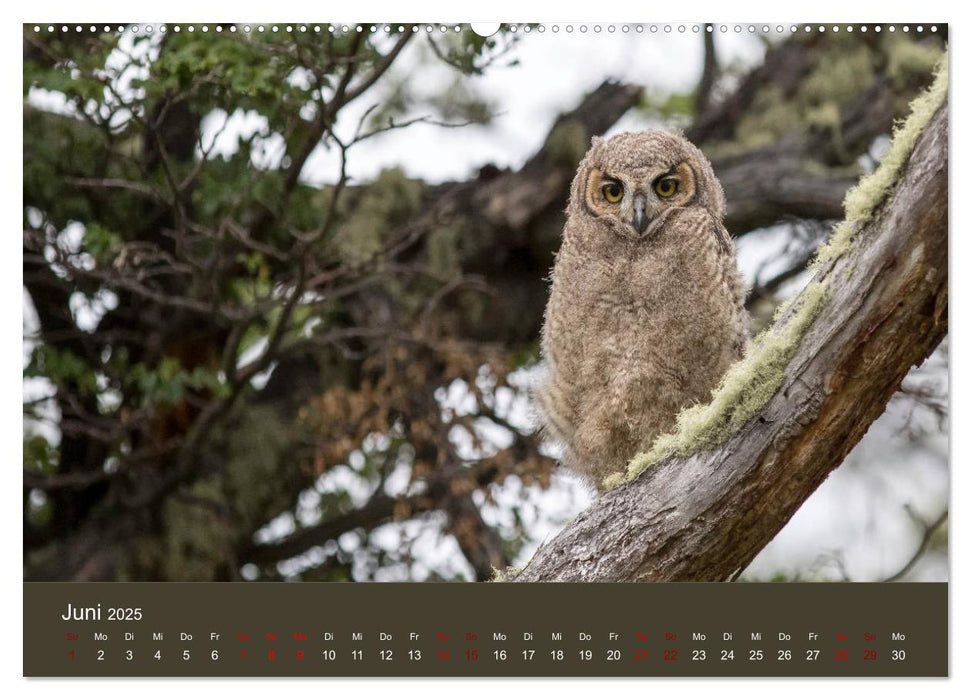 Patagonien - Am Puls der Wildnis (CALVENDO Premium Wandkalender 2025)