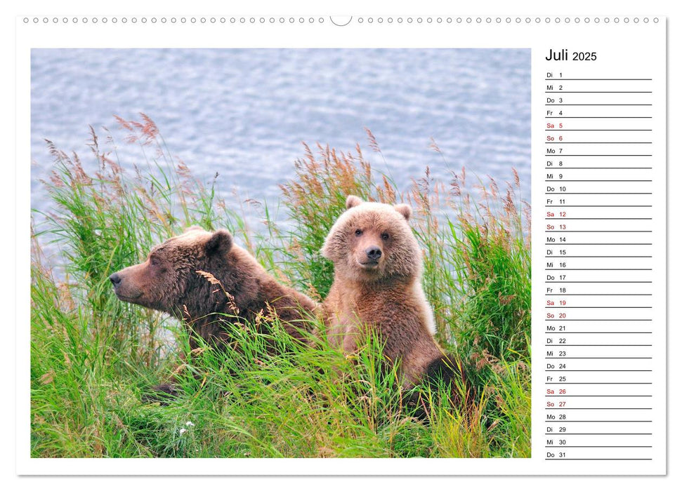 Alaskas Braunbären - Begegnungen der bärigen Art (CALVENDO Premium Wandkalender 2025)