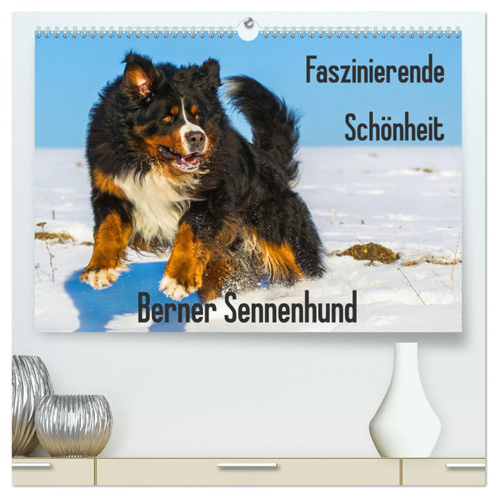 Faszinierende Schönheit Berner Sennenhund (CALVENDO Premium Wandkalender 2025)