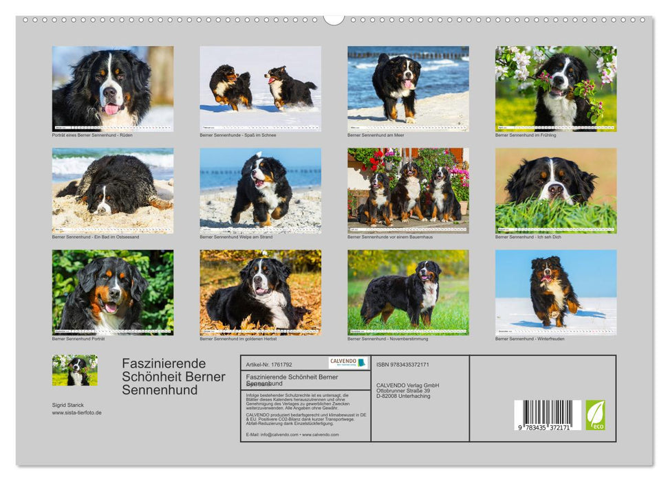 Faszinierende Schönheit Berner Sennenhund (CALVENDO Premium Wandkalender 2025)