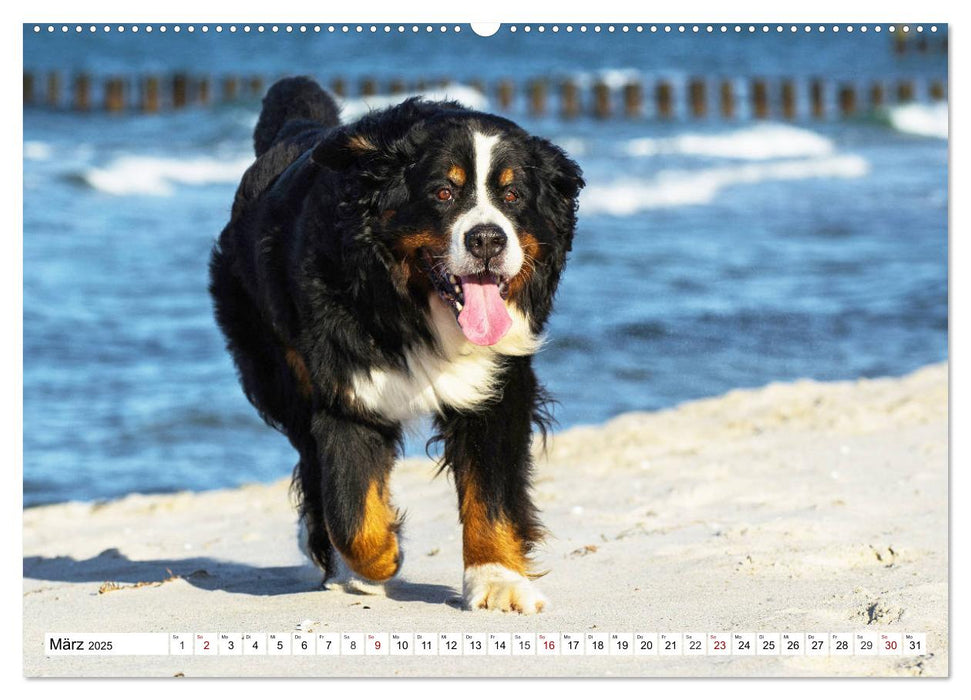 Faszinierende Schönheit Berner Sennenhund (CALVENDO Premium Wandkalender 2025)